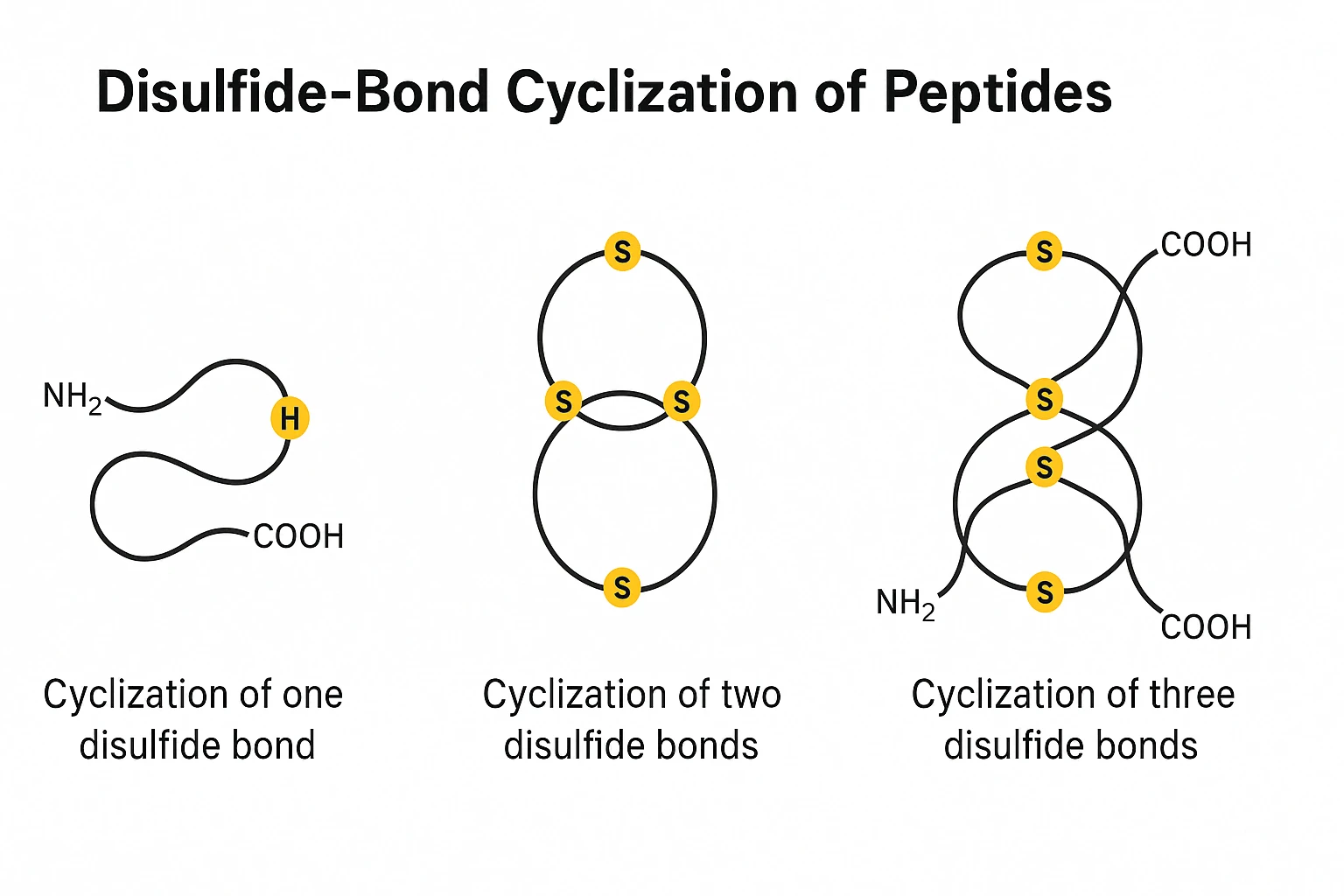 Disulfide-Bond Cyclization Of Peptides 1
