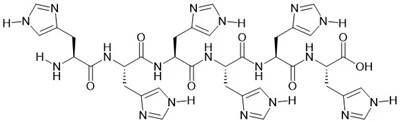 6× Hans Peptid